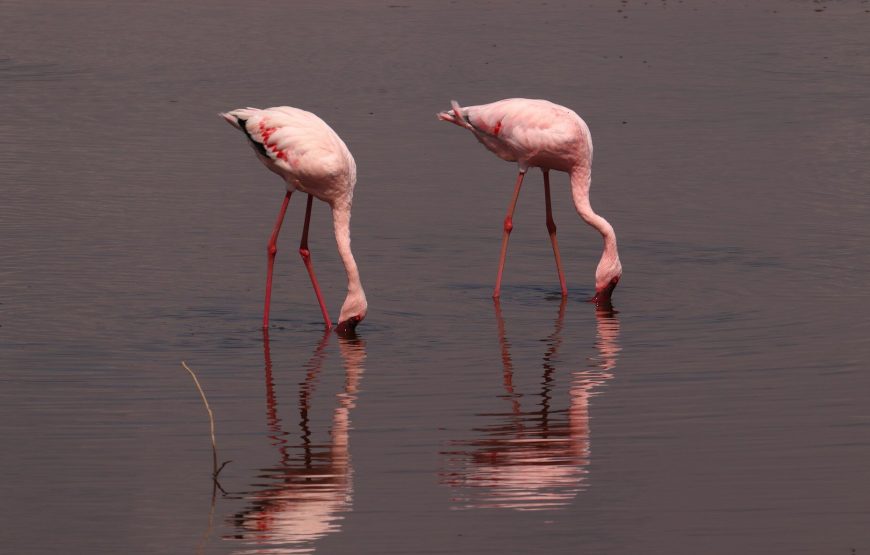 Lake Nakuru National Park Day Trip