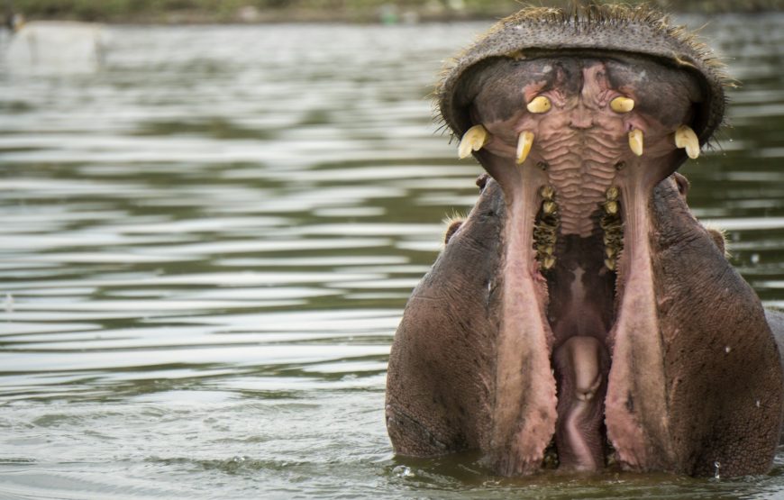 Lake Naivasha & Hell’s Gate National Park Day Trip