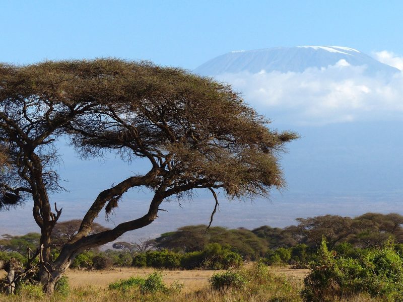 8 Day Mt. Kilimanjaro Trek-Lemosho Route