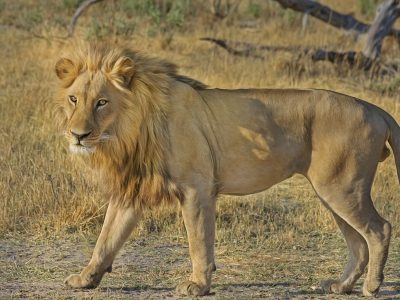 king of the jungle roaming in the savanna