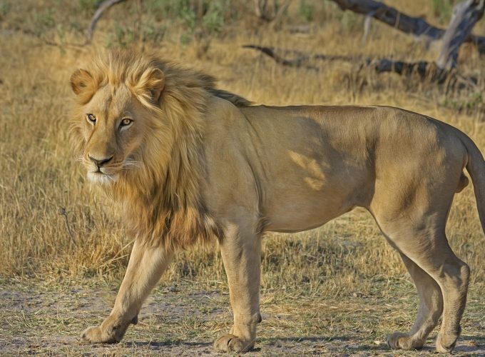 5 Day Masaai Mara-Amboseli Safari