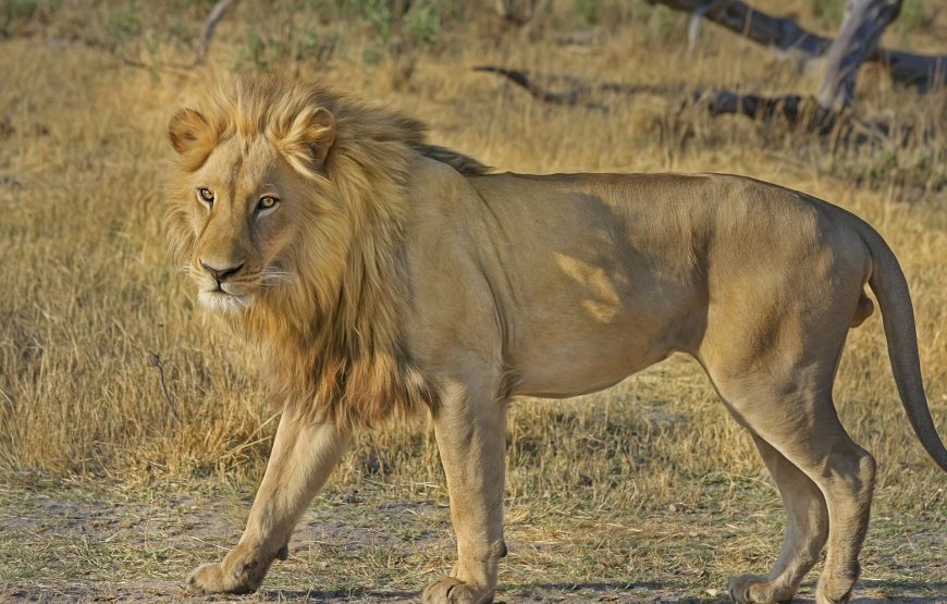 5 Day Masaai Mara-Amboseli Safari