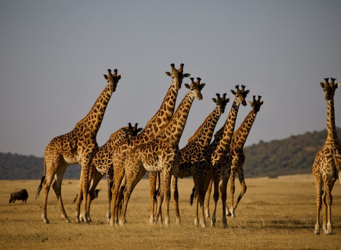 7 Day Serengeti-Ngorongoro-Zanzibar Beach Tour