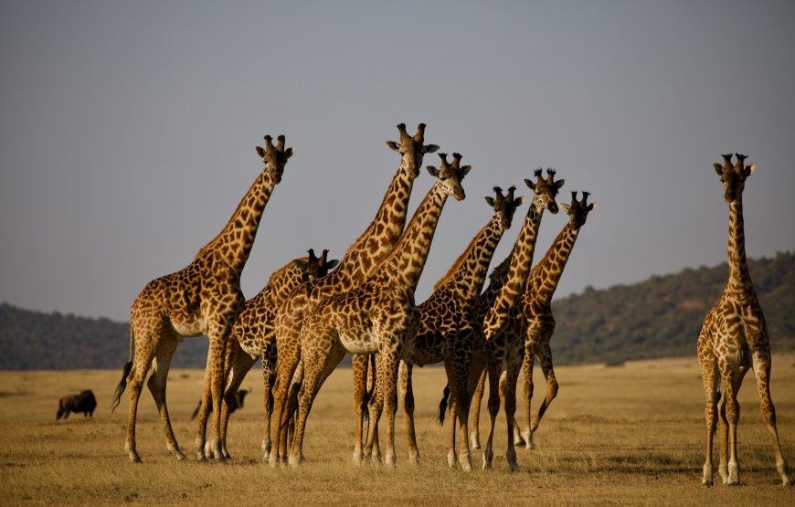 7 Day Serengeti-Ngorongoro-Zanzibar Beach Tour