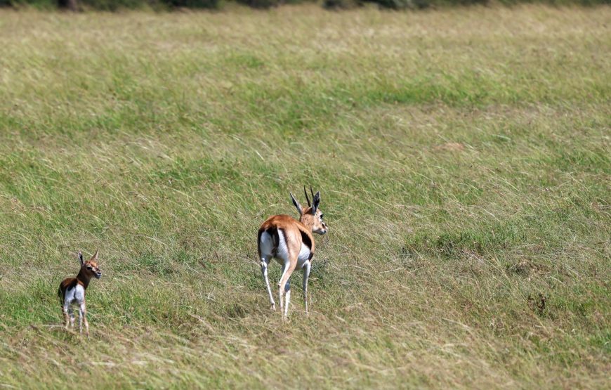 6 Day Aberdare-Maasai Mara-Tsavo Safari