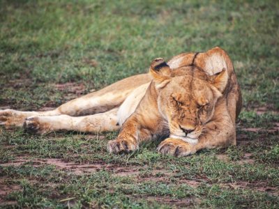 lioness resting in the nairobi national park