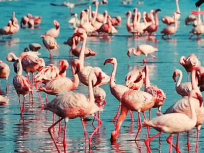 flamingos as seen during the Samburu Maasai Mara Safari