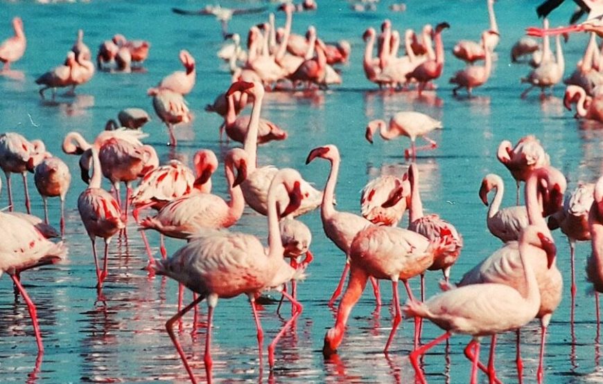 6 Day Samburu-Lake Nakuru-Maasai Mara Safari