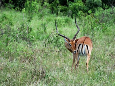 antelope in the park