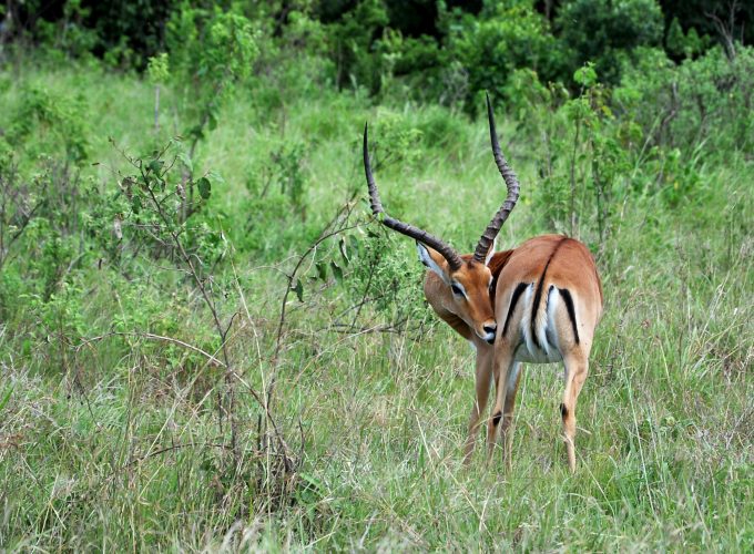 6 Day Masaai Mara-Lake Naivasha-Amboseli Safari