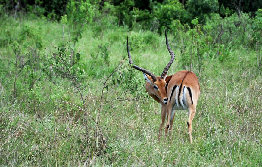 6 Day Masaai Mara-Lake Naivasha-Amboseli Safari