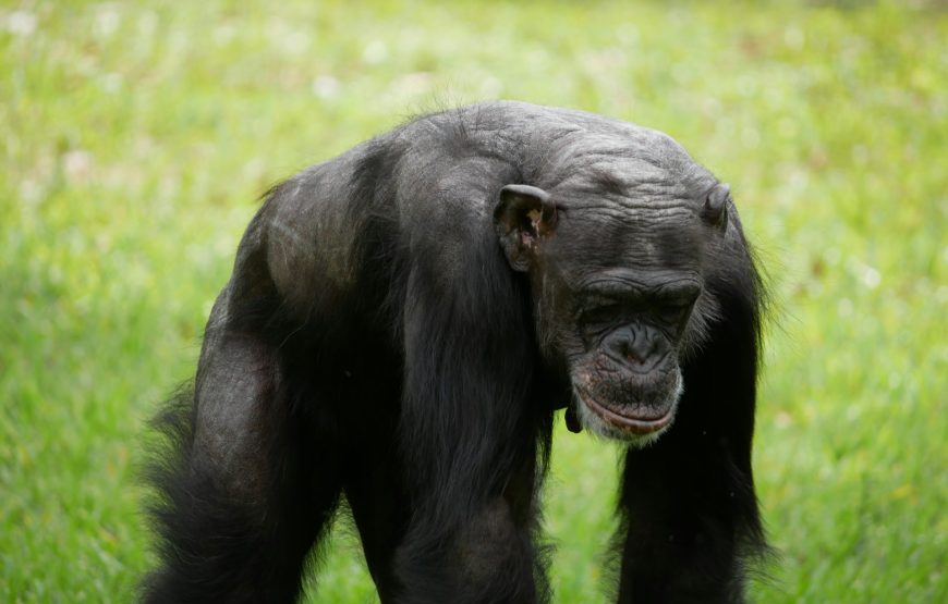Ol Pejeta Conservancy Day Trip