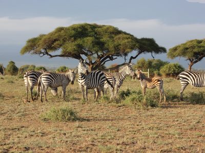 zebras seen grazing during the amboseli national park safari