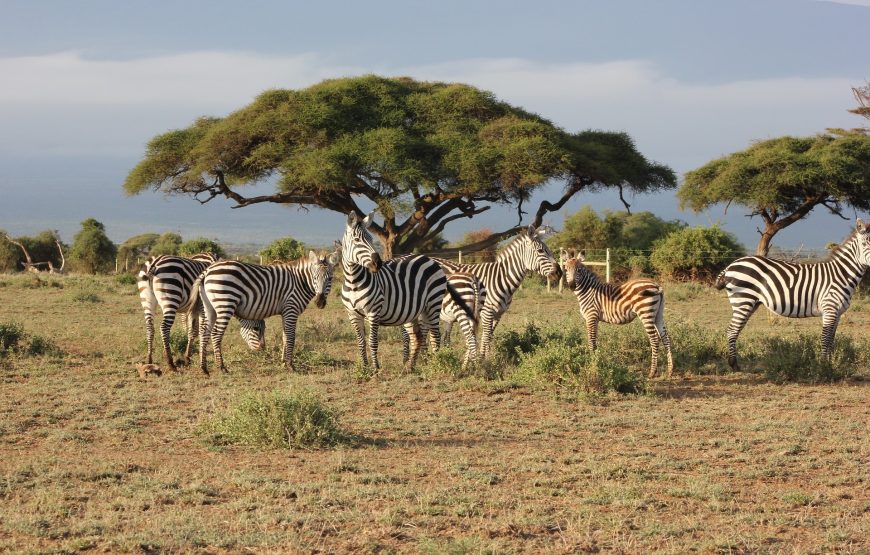 3 Day Amboseli National Park Safari