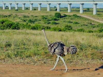 ostrich spotted durin the nairobi national park safari