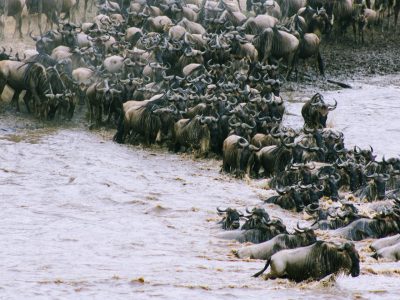 wildebeest migration river crossing in Maasai Mara
