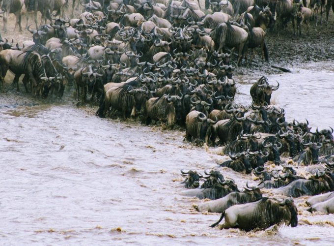 wildebeest migration river crossing in Maasai Mara