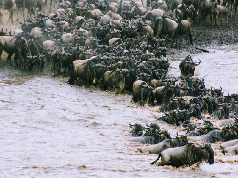 wildebeest migration river crossing in Maasai Mara