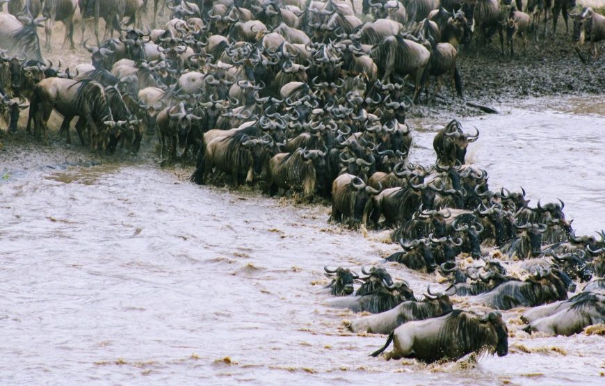 3 Day Maasai Mara Safari
