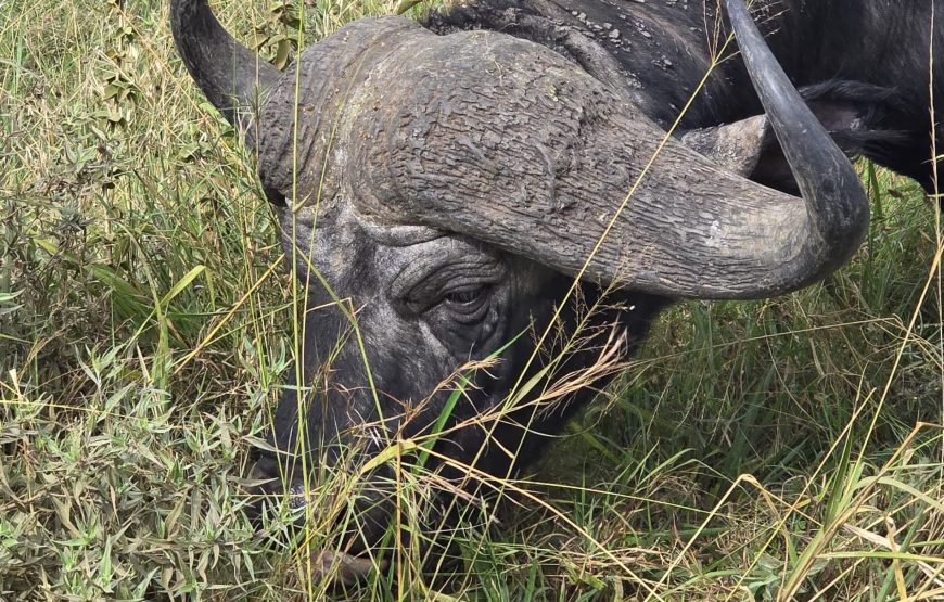 5 Day Masaai Mara-Amboseli Safari