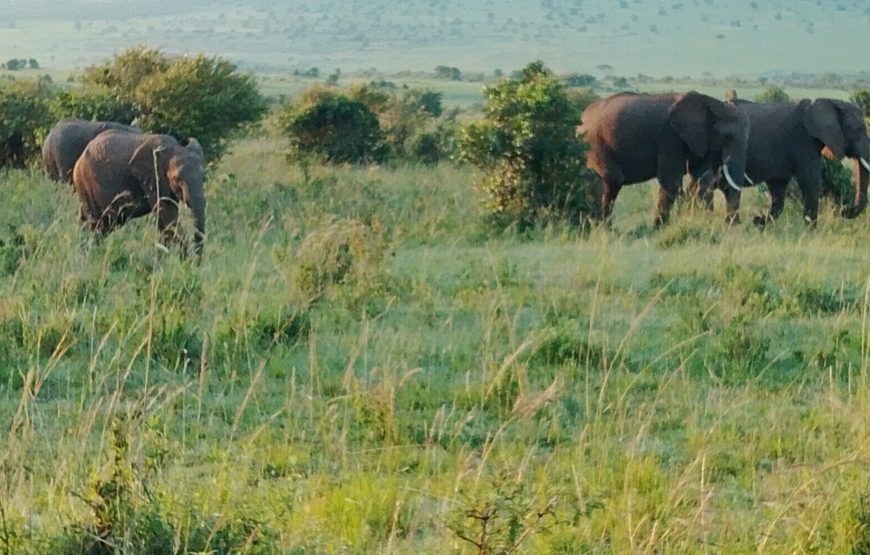 3 Day Amboseli Safari Tour Kenya | Luxury Amboseli Safari Package