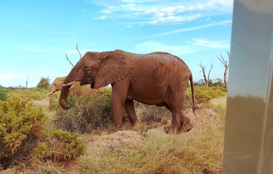3 Day Amboseli Safari Tour Kenya | Luxury Amboseli Safari Package