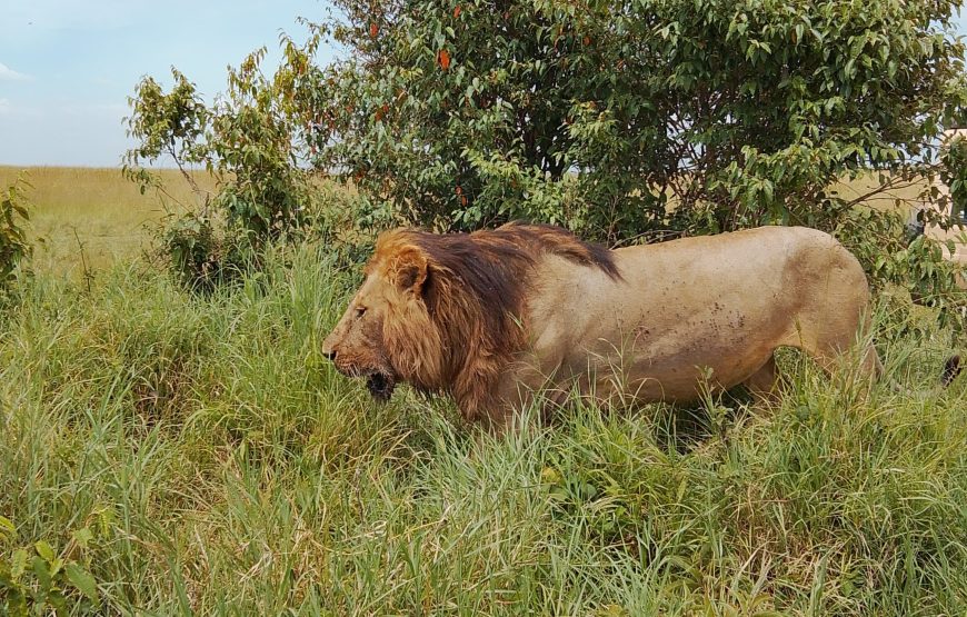 5 Day Masaai Mara-Amboseli Safari