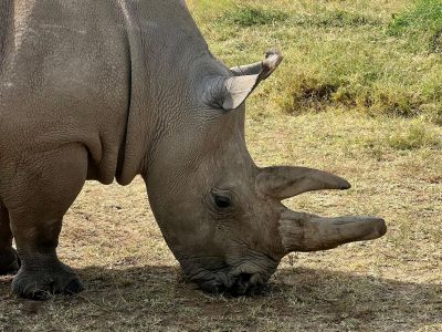 a rhino spotted in the ol pejeta conservancy