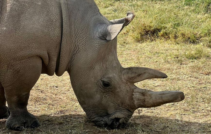 Ol Pejeta Conservancy Day Trip