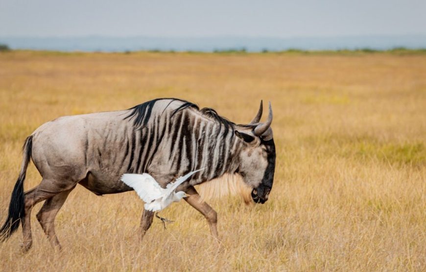 3 Day Maasai Mara Safari