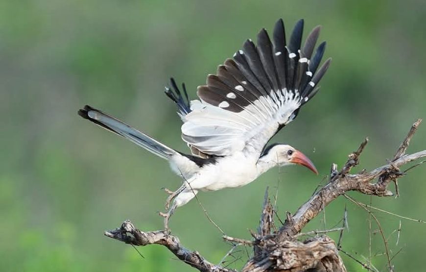 4 Day Masaai Mara-Nakuru Park Safari