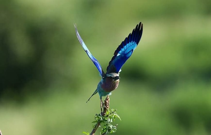 Lake Naivasha & Hell’s Gate National Park Day Trip
