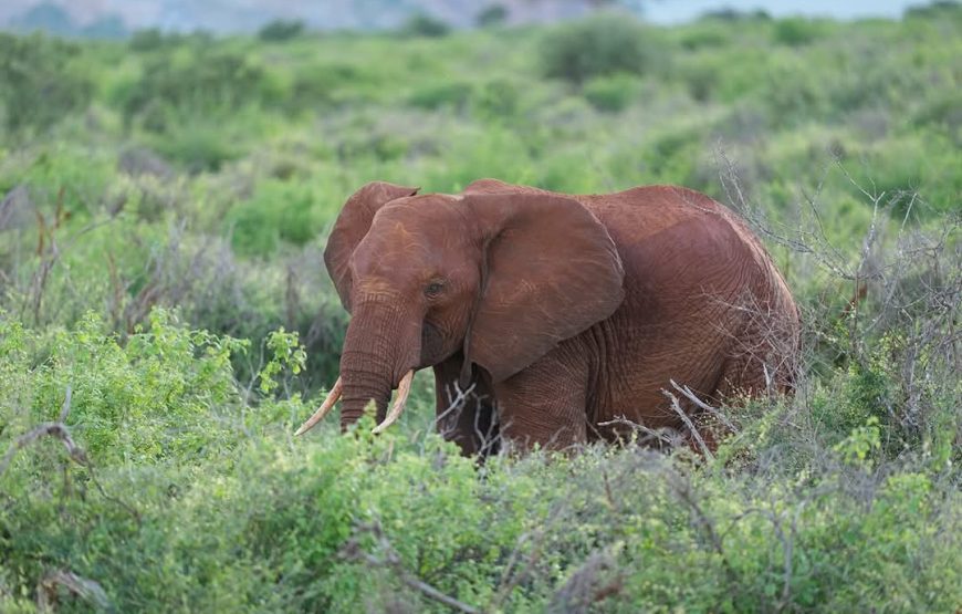 Lake Nakuru National Park Day Trip