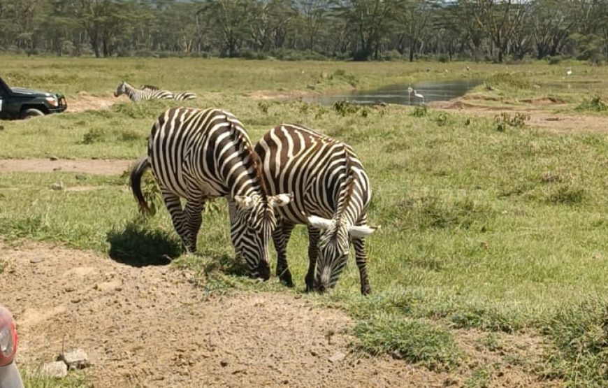 Lake Nakuru National Park Day Trip