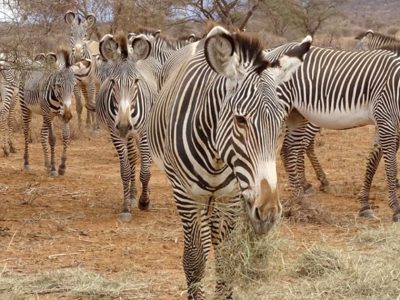 Grevys zebra grazing in Samburu National Reserve, one of the hidden safari gems in Kenya for wildlife lovers.