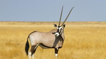 Beisa oryx in Samburu National Reserve, one of the hidden safari gems in Kenya for wildlife lovers.