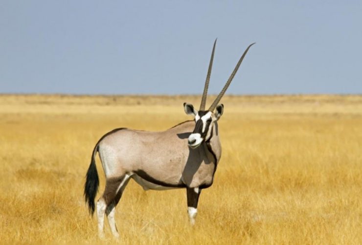 Beisa oryx in Samburu National Reserve, one of the hidden safari gems in Kenya for wildlife lovers.